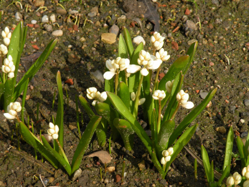 Puschkinia scilloides 'Alba'