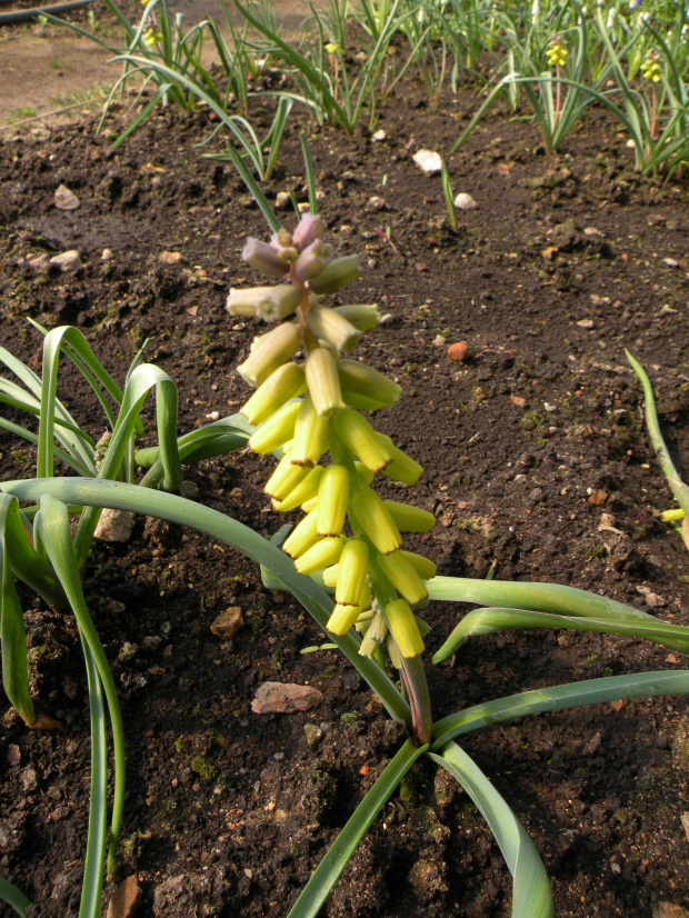 M. macrocarpum 'Golden Fragrance' - 22.04.2009