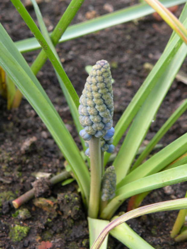 M. armeniacum 'Blue Pearl' -26.03.2009