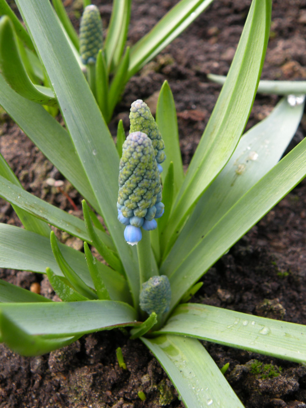 M. aucheri 'Blue Magic' - 26.03.2009