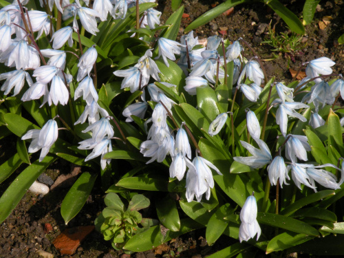 Scilla tubergeniana