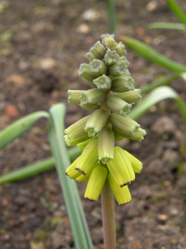 M. macrocarpum 'Golden Fragrance' - 26.03.2009