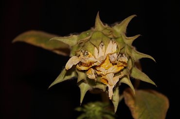 słonecznik i #kwiaty #kwiat #słonecznik #słoneczniki