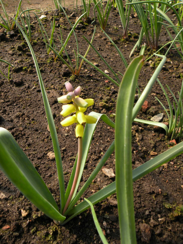 M. macrocarpum - 22.04.2009