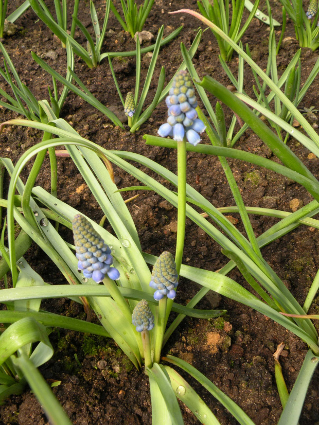 M. armeniacum 'Blue Pearl' -26.03.2009