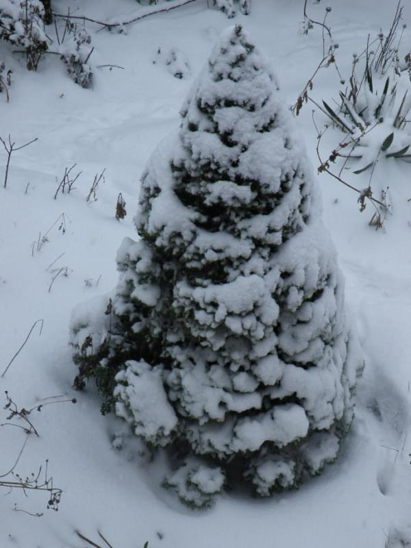 nie przepadam za czarnobiałymi fotkami...ale ~~ ZIMA SWOJE PRAWA MA #śnieg #zima