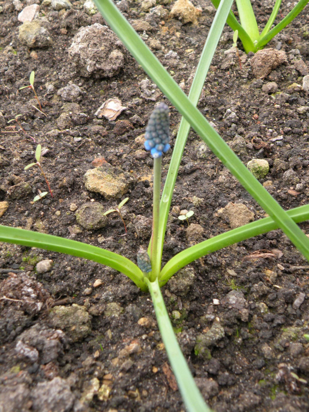 M. aucheri 'Blue Eyes' - 26.03.2009