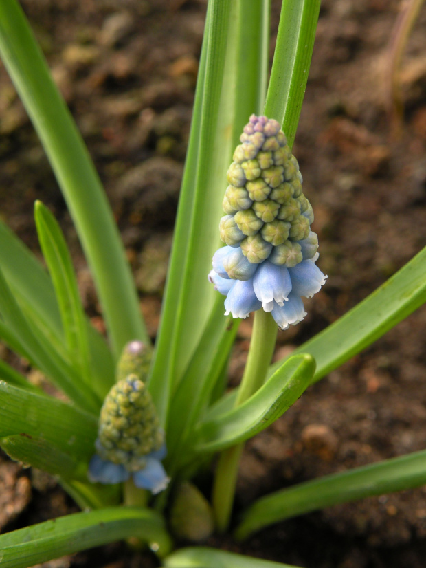 M. armeniacum 'Atlantic' - 26.03.2009