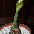 odmiana 'Blossom Peacock' - 3 stycznia 2010 #amarylis #BlossomPeacock #Hippeastrum #hydroponika