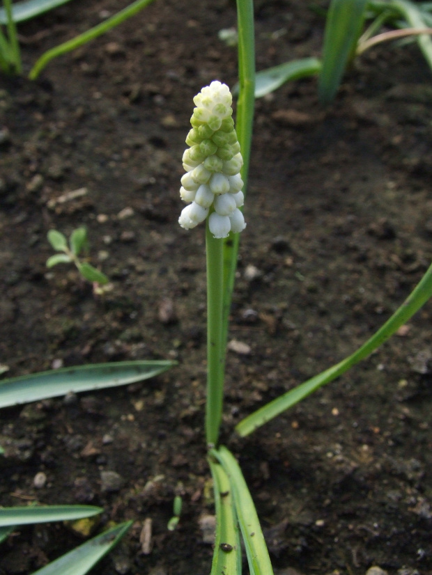 M. aucheri 'White Beauty' 30.03.2008