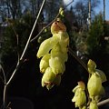 Corylopsis spicata