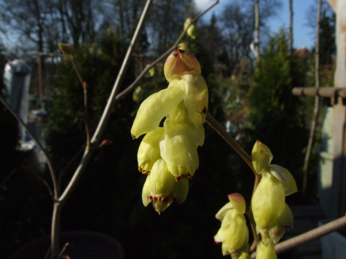 Corylopsis spicata