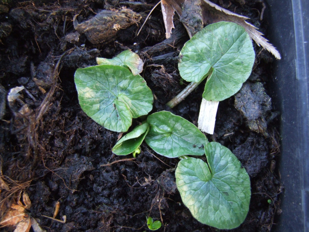 Ranunculius ficaria 'Salmon White'