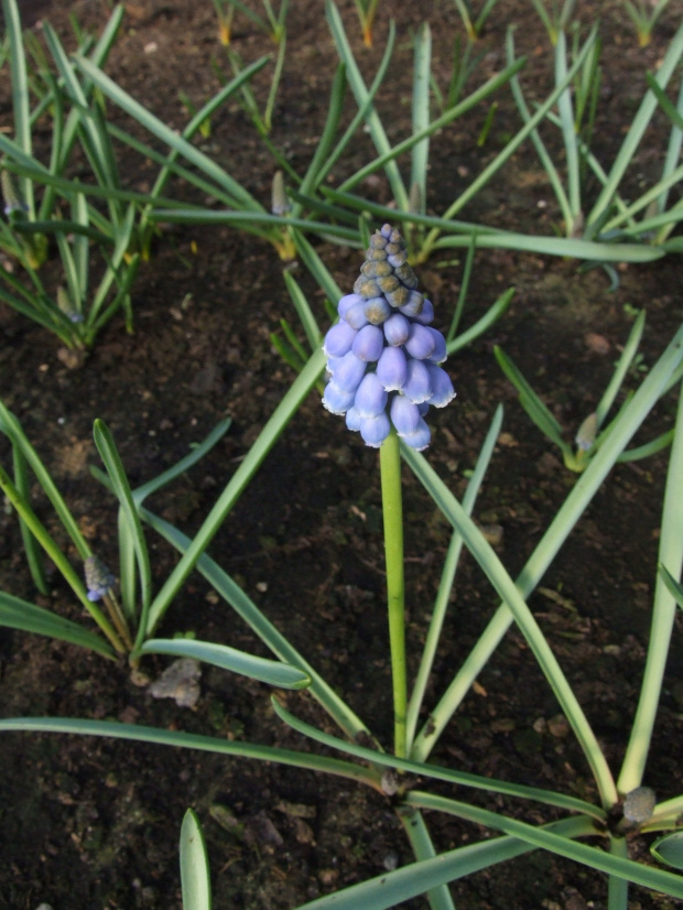 M. armeniacum 'Blue Pearl' - 11.03.2008