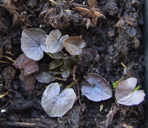 Ranunculius ficaria 'Copp
ernos'