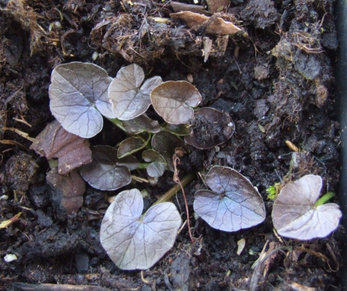 Ranunculius ficaria 'Copernos'