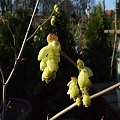 Corylopsis spicata