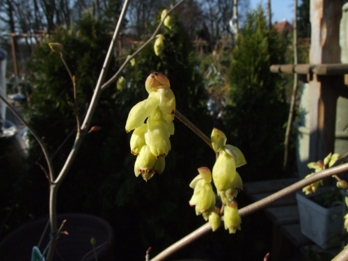 Corylopsis spicata