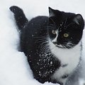 skacze po moich śladach...:) #kot #śnieg #zima