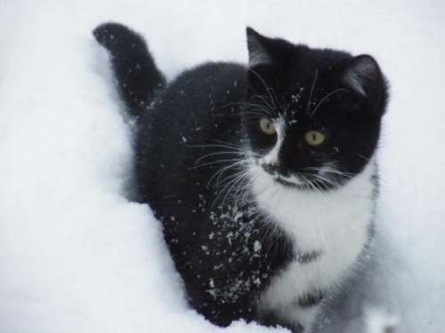 skacze po moich śladach...:) #kot #śnieg #zima