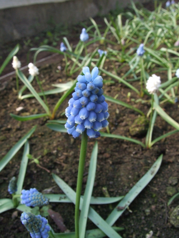 M. aucheri 'Blue Magic' 28.03.2008