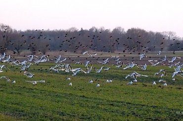 dużo ich było na polu i w powietrzu ... #ptaki #mewy #śmieszki #pola #łąki #wiosna #przyroda