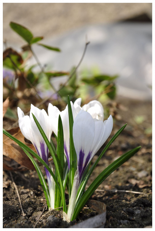 #krokus #krokusy #wiosna #kwiaty #kwiatki #ogródek