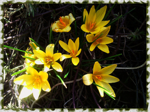 #krokus #krokusy #kwiaty #kwiatki #wiosna