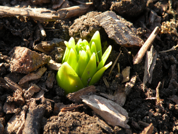 Fritillaria 'Lutea'