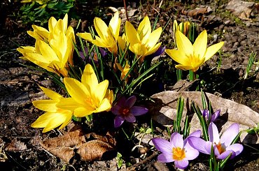 ... #kwiaty #wiosna #ogród #park #makro