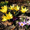 ... #kwiaty #wiosna #ogród #park #makro
