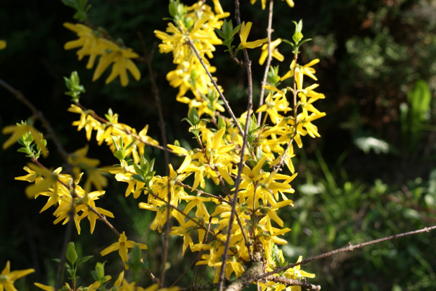 kwiaty, flowers #kwiaty #flowers #xnifar #rafinski