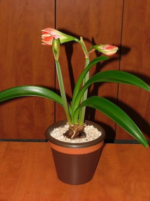 odmiana 'Pasadena' - 18 kwietnia 2009 #amarylis #Hippeastrum #hydroponika #Pasadena