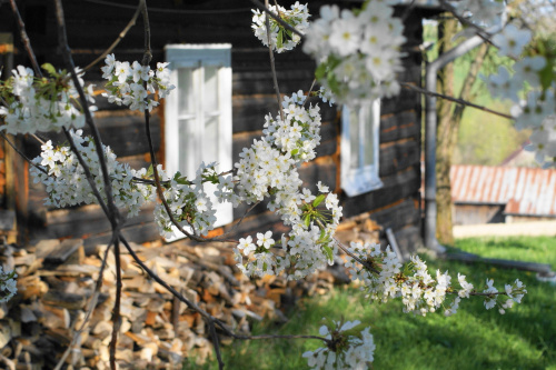 kwiaty, flowers #kwiaty #flowers #xnifar #rafinski