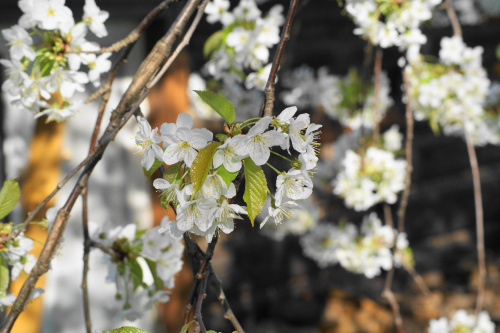 kwiaty, flowers #kwiaty #flowers #xnifar #rafinski