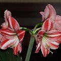 odmiana 'Fairytale' - 19 kwietnia 2009 (trzeci pęd) #amarylis #Hippeastrum #hydroponika #Fairytale