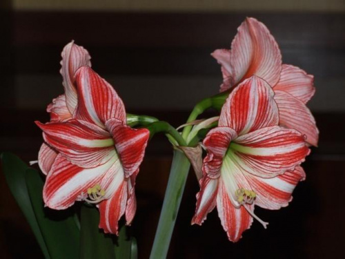 odmiana 'Fairytale' - 19 kwietnia 2009 (trzeci pęd) #amarylis #Hippeastrum #hydroponika #Fairytale