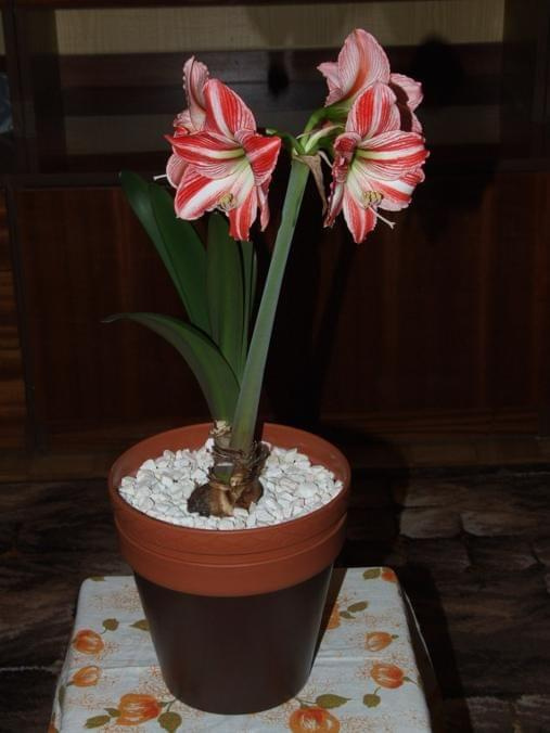 odmiana 'Fairytale' - 19 kwietnia 2009 (trzeci pęd) #amarylis #Hippeastrum #hydroponika #Fairytale