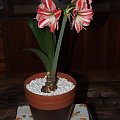 odmiana 'Fairytale' - 19 kwietnia 2009 (trzeci pęd) #amarylis #Hippeastrum #hydroponika #Fairytale