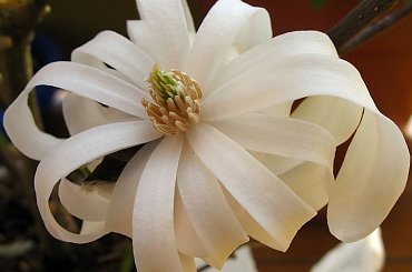 wiosny nigdy dość ... :) #kwiaty #magnolia #drzewa #wiosna #ogród