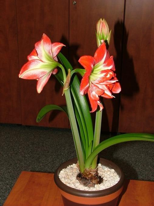 odmiana 'Pasadena' - 20 kwietnia 2009 #amarylis #Hippeastrum #hydroponika #Pasadena