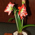 odmiana 'Pasadena' - 20 kwietnia 2009 #amarylis #Hippeastrum #hydroponika #Pasadena