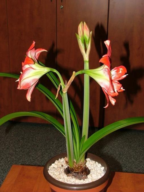 odmiana 'Pasadena' - 20 kwietnia 2009 #amarylis #Hippeastrum #hydroponika #Pasadena