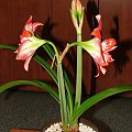 odmiana 'Pasadena' - 20 kwietnia 2009 #amarylis #Hippeastrum #hydroponika #Pasadena