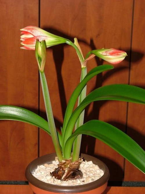 odmiana 'Pasadena' - 18 kwietnia 2009 #amarylis #Hippeastrum #hydroponika #Pasadena