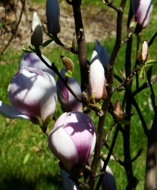 u Zenia w ogródku .......wiosenno i kwiatowo :)))) #kwiaty #wiosna