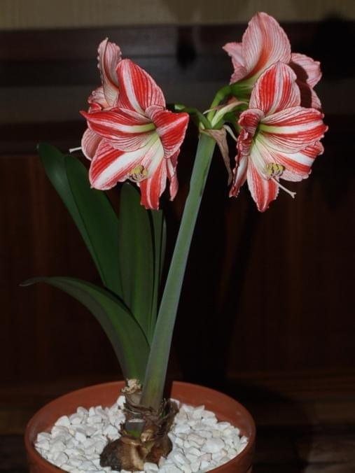 odmiana 'Fairytale' - 19 kwietnia 2009 (trzeci pęd) #amarylis #Hippeastrum #hydroponika #Fairytale