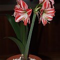 odmiana 'Fairytale' - 19 kwietnia 2009 (trzeci pęd) #amarylis #Hippeastrum #hydroponika #Fairytale