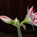 odmiana 'Blossom Peacock' - 7 stycznia 2010 #amarylis #BlossomPeacock #Hippeastrum #hydroponika