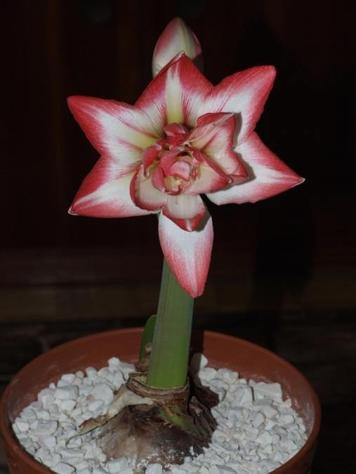 odmiana 'Blossom Peacock' - 7 stycznia 2010 #amarylis #BlossomPeacock #Hippeastrum #hydroponika